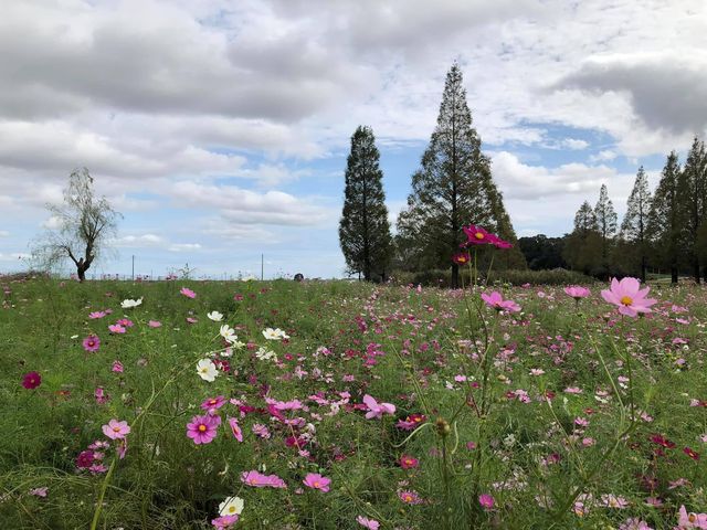 歐洲feel曙之山公園｜千葉縣