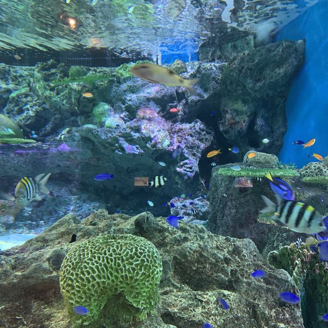 【猛暑から逃げよう】室内水族館　@品川