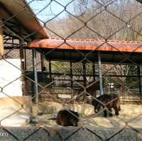 Jeonju Zoo