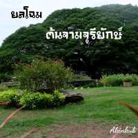 🌳ยลโฉมต้นจามจุรียักษ์🌳