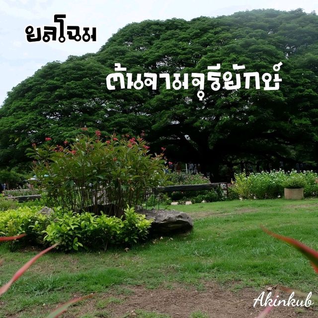 🌳ยลโฉมต้นจามจุรียักษ์🌳