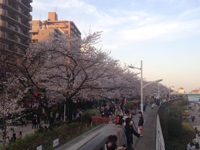 📍日本東京。淺草隅田公園櫻花祭。