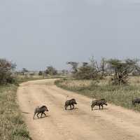 anotha safari at Serengeti