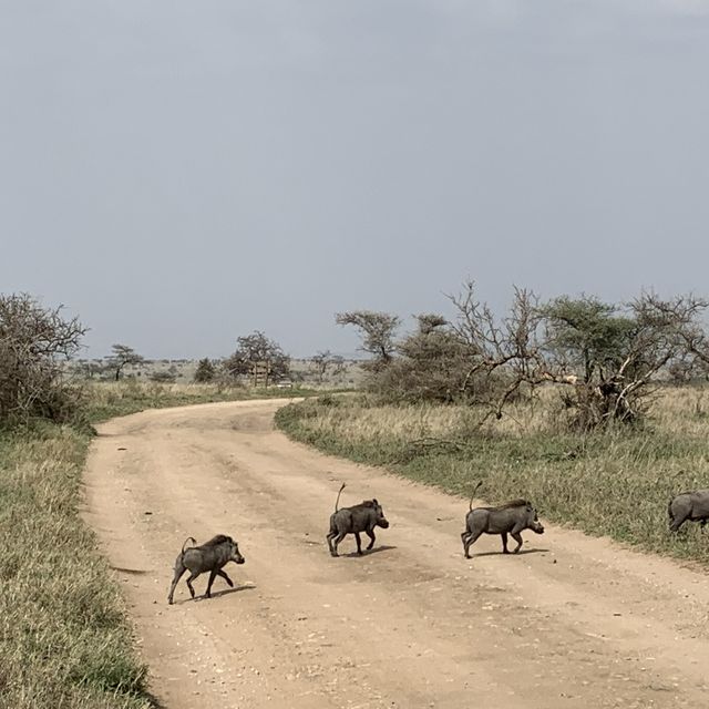anotha safari at Serengeti