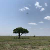 anotha safari at Serengeti