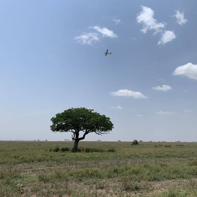 anotha safari at Serengeti
