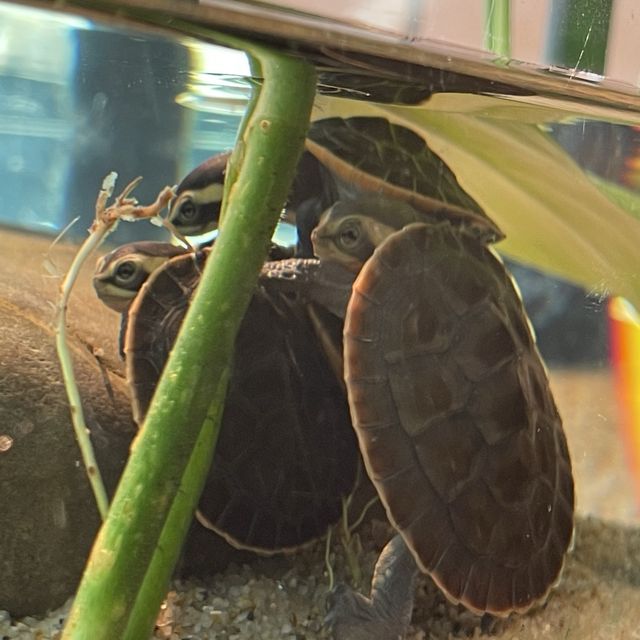 名古屋水族館の生き物たち