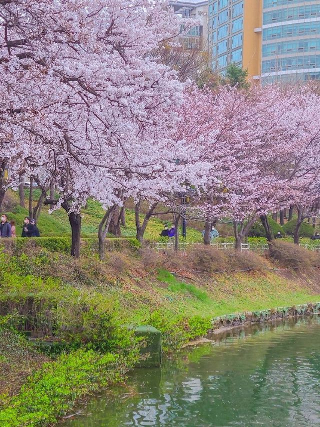 서울 벚꽃 명소 추천, 잠실 석촌호수
