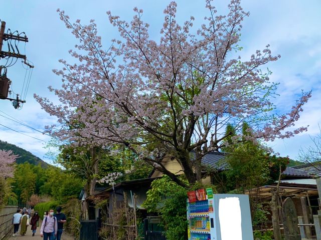 京都　KYOTO SAKURAめぐり❗️竹林の小径〜嵐山公園(亀山地区)〜保津峡のあたりを散策してみた！