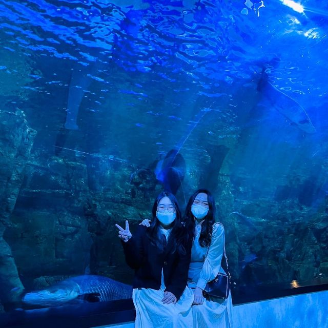 👉🏻아쿠아플라넷 일산: 니모를 찾아서🐠