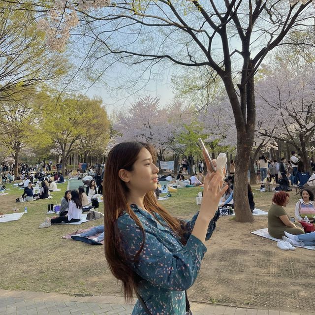 벚꽃엔딩 전에 달려가기! 🌸서울숲공원🌸