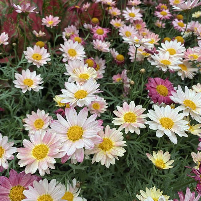 元朗賞花好去處～紫色風信子、彩色雛菊、大紅花、杜鵑花、繡球花等