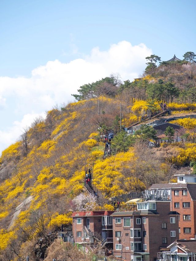 서울에서 개나리가 가장 예쁜 곳
