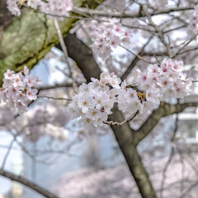 目黒川雅叙園マンション前付近の桜