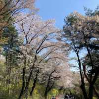 서울 대표 공원 [남산공원]