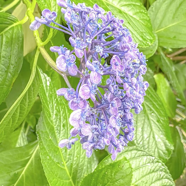 グラバー園入り口の紫陽花