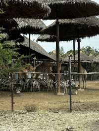 來泰國Safari World當一天動物飼養員吧！