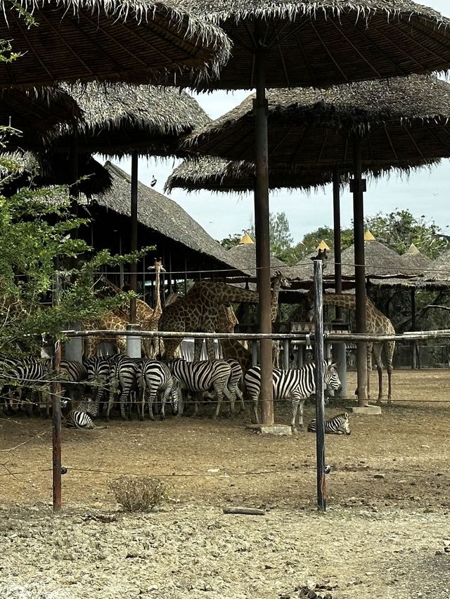 來泰國Safari World當一天動物飼養員吧！