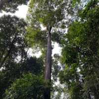 Sarawak, a great nature!