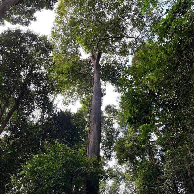 Sarawak, a great nature!