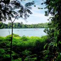 The Macritchie Petai Trial - Photo Ed