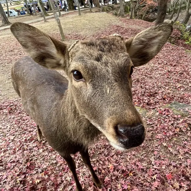 ❤️❤️可愛的鹿🦌❤️❤️