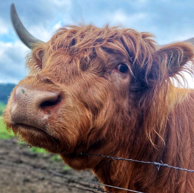 Scottish Highland cattle