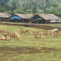 Deer Farm