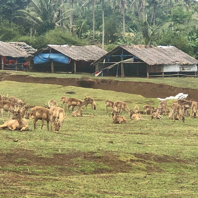 Deer Farm