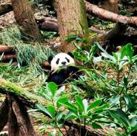 Giant Panda Research Base in Chengdu