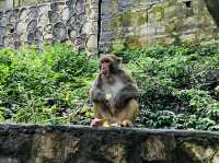 Different species of animals at Qianling Zoo