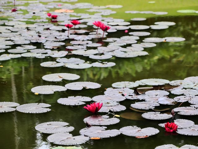 世界遺產新加坡植物園