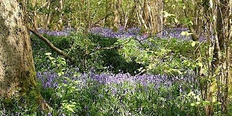 Leatherhead Rotary Bluebell 10K 2024 | Headley Heath Car Park