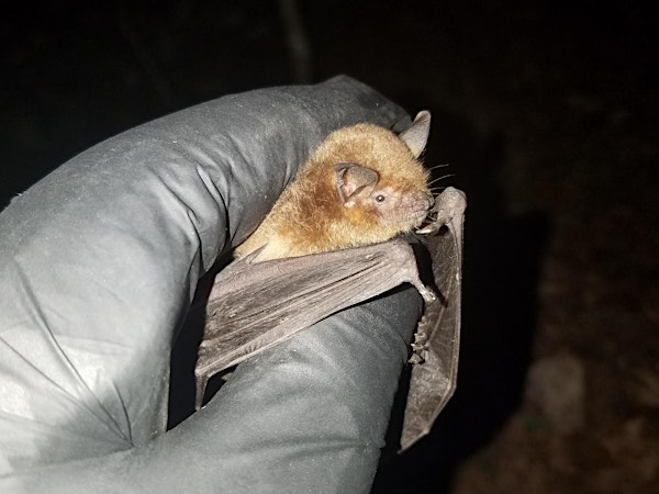 Biology Careers: What it’s like to be a bat biologist | Floracliff Nature Sanctuary