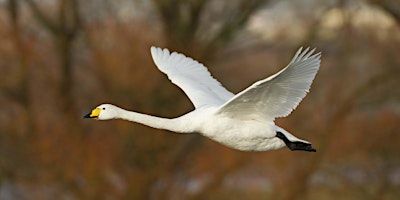 Daniel Bridge Photography - Know The Basics | Hanningfield Reservoir Nature Discovery Park
