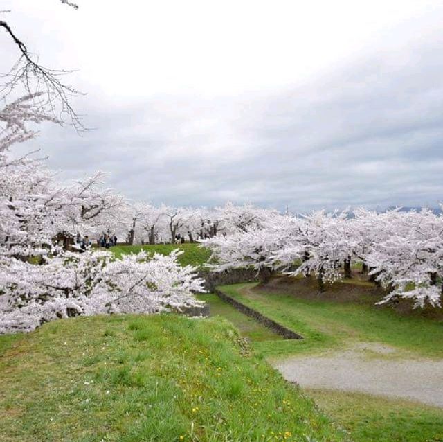 五陵郭公園五星芒櫻花道