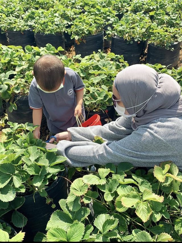 Lumbung Strawberry-Batu