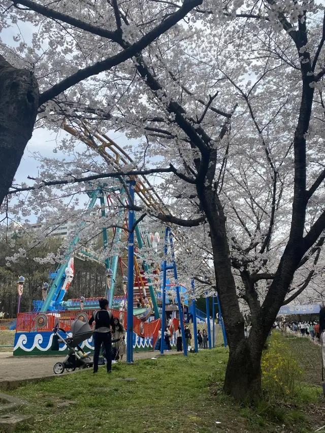 벚꽃맛집 🌸 광주 중외공원 