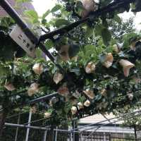 係日本🇯🇵梨🍐都可以有博特館😄😂