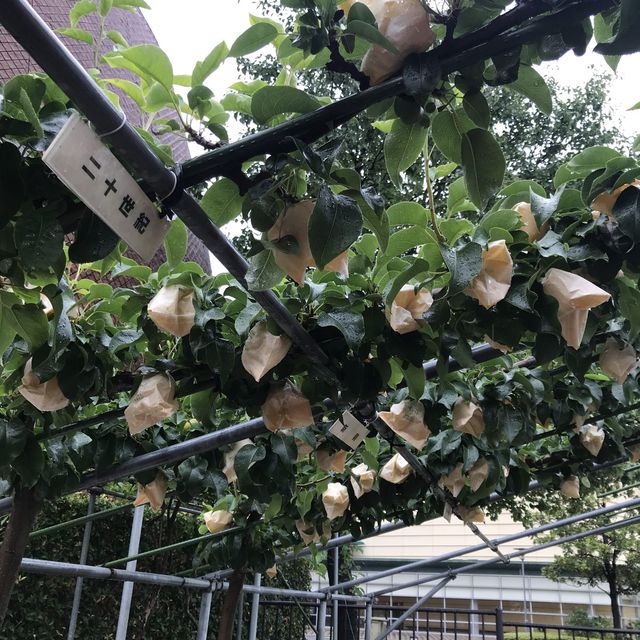 係日本🇯🇵梨🍐都可以有博特館😄😂