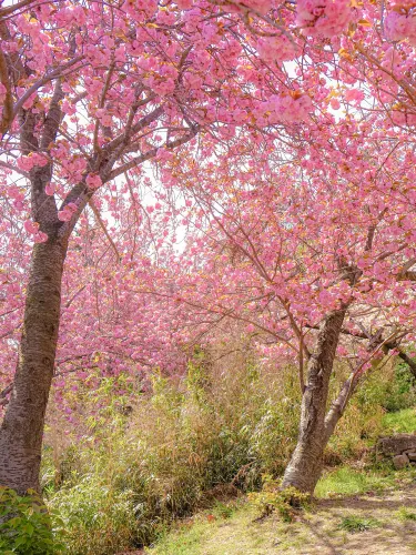 동화 속 같은 부산의 겹벚꽃 명소🌸