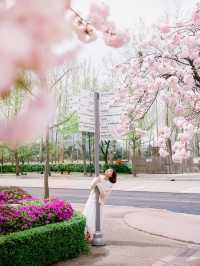 겹벚꽃 숨은 맛집 ERICA캠퍼스🌸
