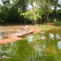 Ecotourism Attractions Crocodiles Farm