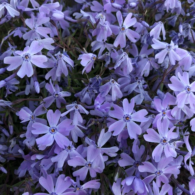 富士芝桜まつり