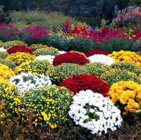 Colourful autumn at Garden of Morning Calm