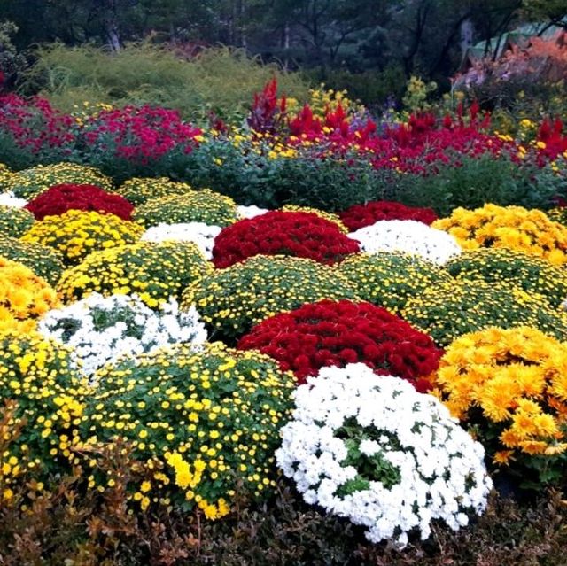Colourful autumn at Garden of Morning Calm