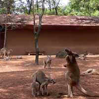 泰國曼谷Safari World 野生動物園世界