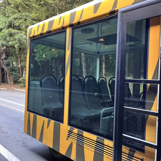 맹수 친구들이 눈앞에..!!! 에버랜드 사파리월드🐅