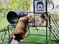 คาเฟ่น้องหมา น่ารักเกินต้าน