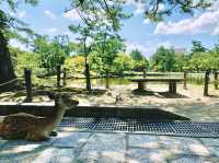 【奈良公園】非日常を味わいませんか？！